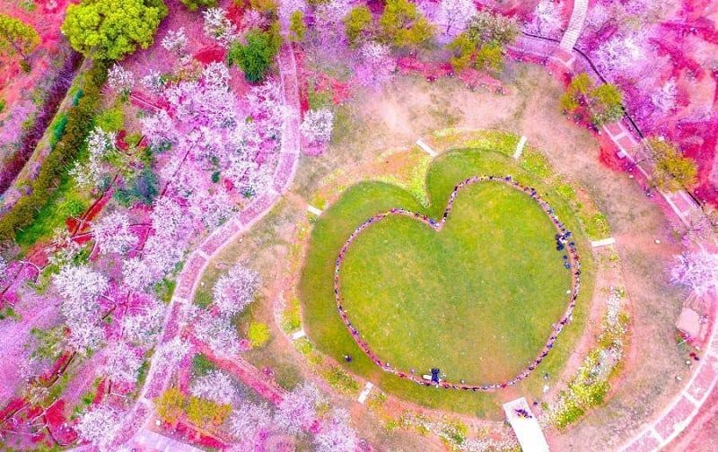 10 Điều Cần Lưu Ý Khi Du Lịch Lễ Hội Hoa Anh Đào ở Vũ Hán 1 Ảnh sưu tầm