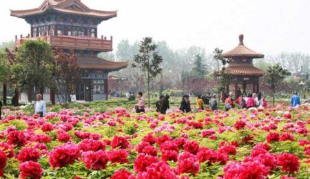 Lễ hội hoa mẫu đơn Lạc Dương
