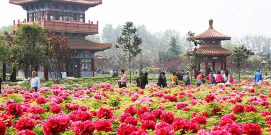 Lễ hội hoa mẫu đơn Lạc Dương