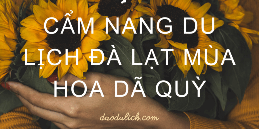 Cẩm nang du lịch đà lạt mùa hoa dã quỳ