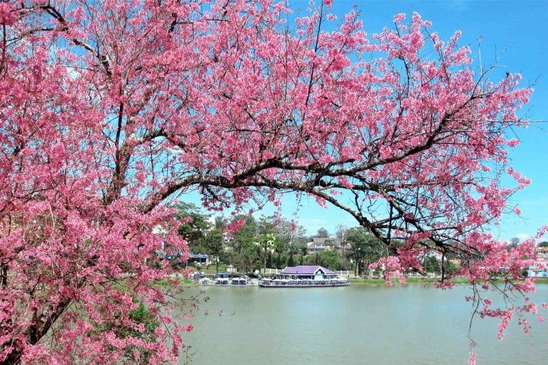 Ảnh sưu tầm