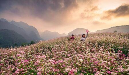 hoa-tam-giac-mach-ha-giang