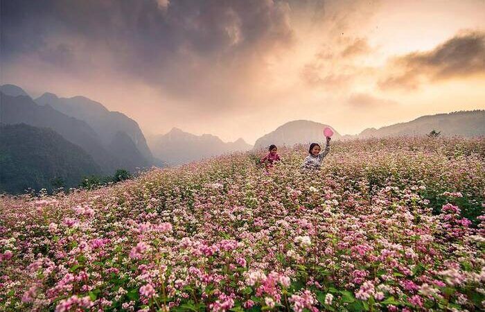 hoa-tam-giac-mach-ha-giang