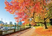 TOUR CANADA BỜ TÂY VANCOUVER – ĐẢO VICTORIA – CÁP TREO