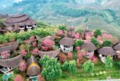Garrya Mù Cang Chải