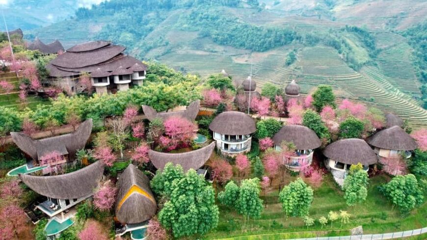 Garrya Mù Cang Chải