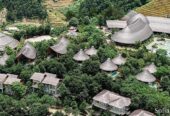 Garrya Mù Cang Chải