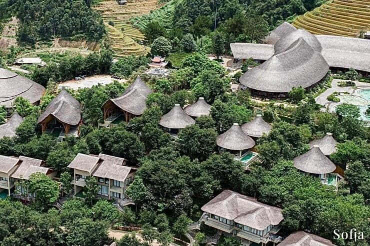 Garrya Mù Cang Chải