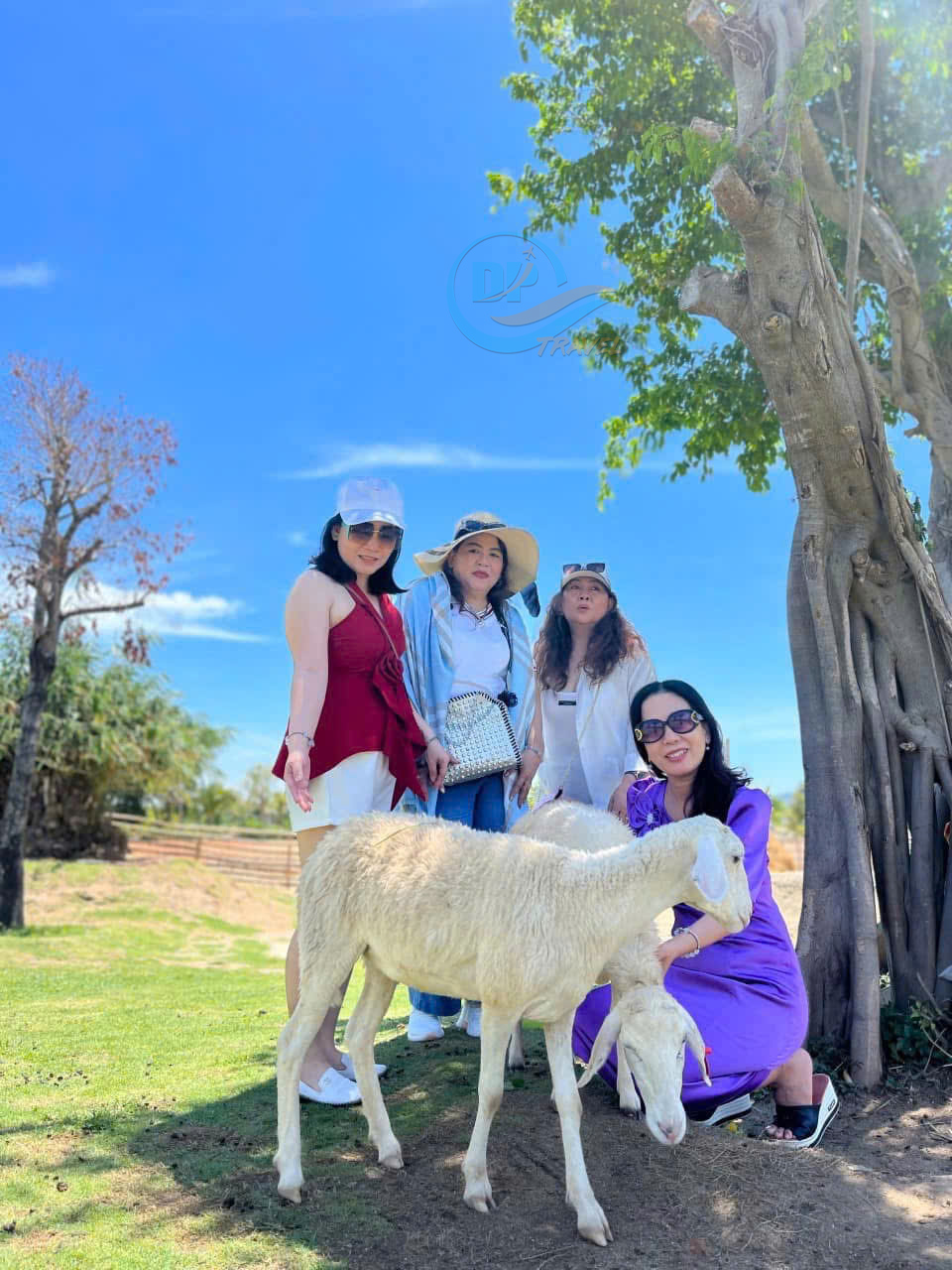 Tour Đồng Cừu – Vườn Nho – Hang Rái – Vĩnh Hy Nha Trang – 550.000 đ trọn gói.