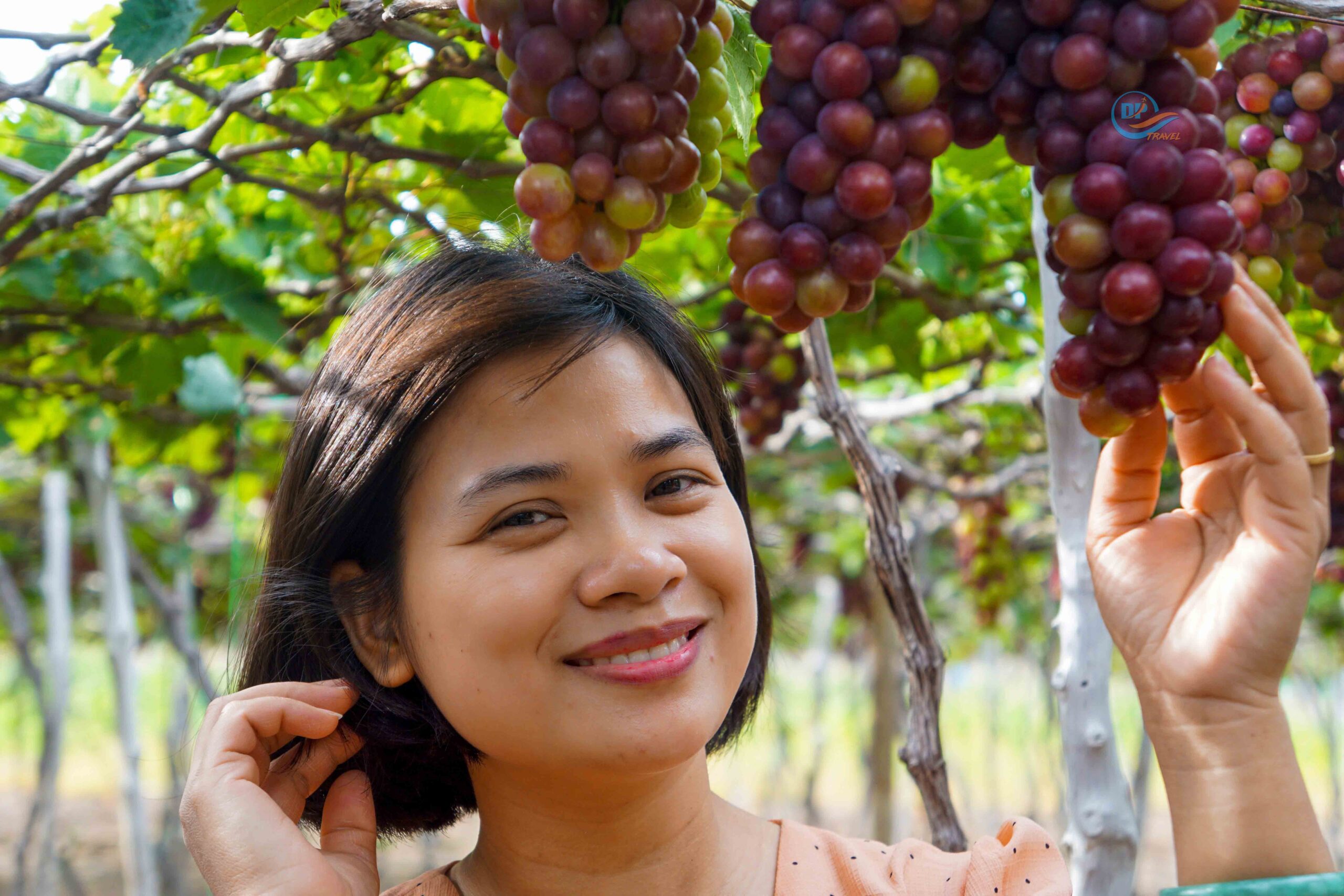 Tour Đồng Cừu – Vườn Nho – Hang Rái – Vĩnh Hy Nha Trang – 550.000 đ trọn gói.