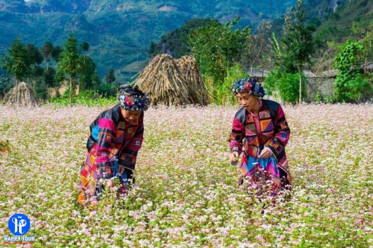 Tour Hà Giang – Cao Nguyên Đồng Văn – Sông Nho Quế 4N3Đ