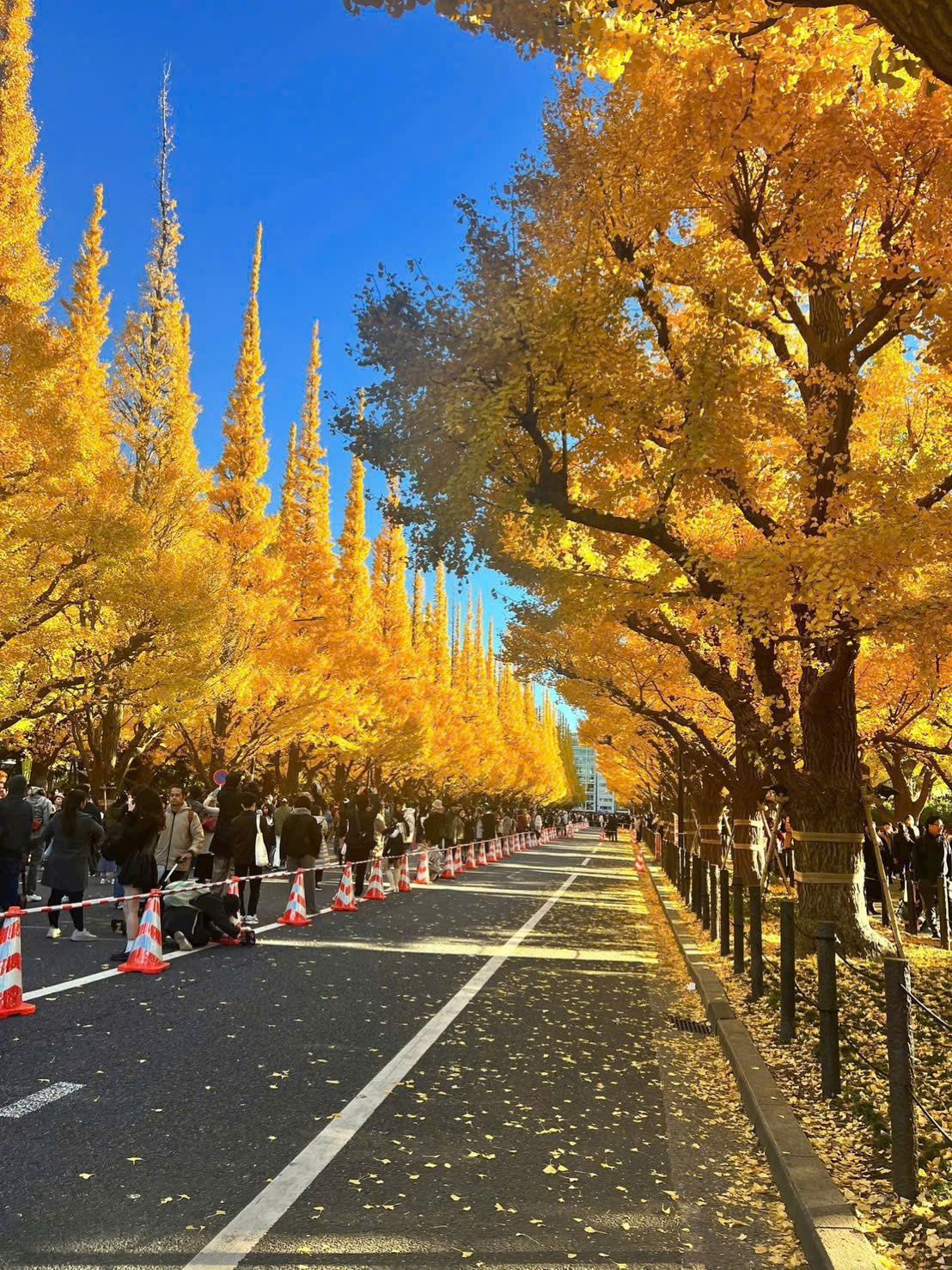 TOKYO – NÚI PHÚ SĨ – NAGOYA – KYOTO – OSAKA (6 NGÀY 5 ĐÊM ) VN AIRLINE