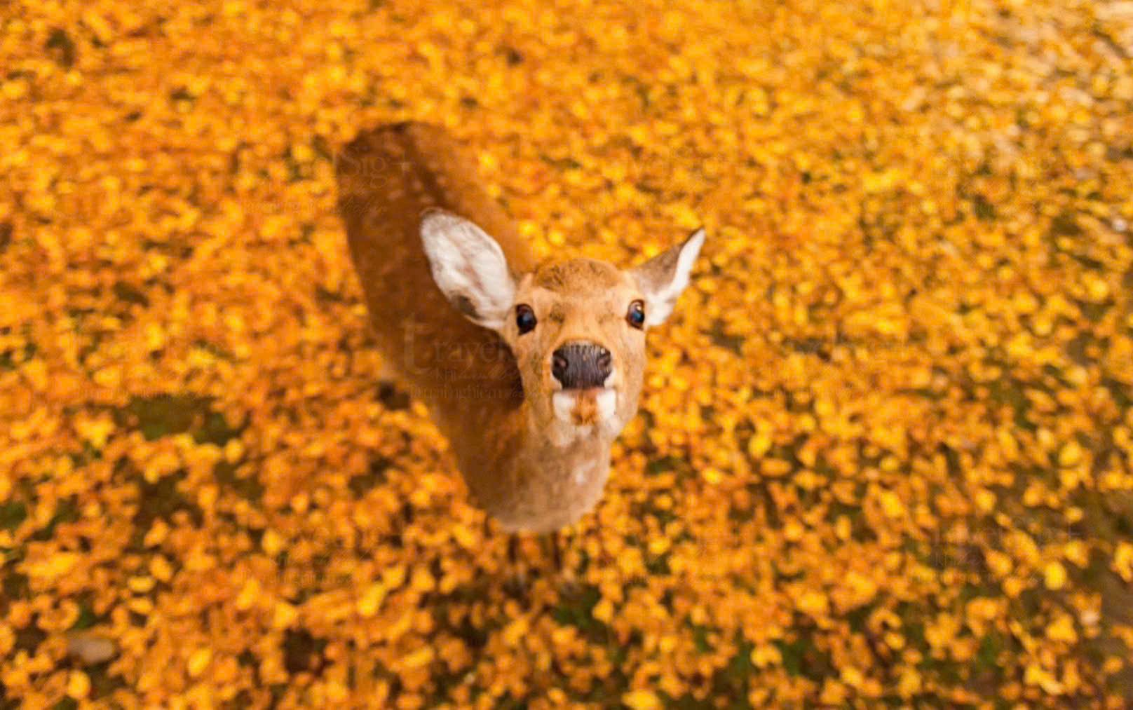 TOKYO – NÚI PHÚ SĨ – NAGOYA – KYOTO – OSAKA (6 NGÀY 5 ĐÊM ) VN AIRLINE