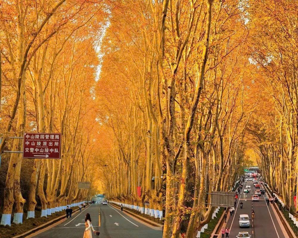 Tour Nam Kinh – Thượng Hải – Hàng Châu – Ô Trấn 5N4D